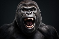 Real funny gorilla wildlife mammal monkey. AI generated Image by rawpixel.