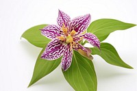 Japanese Toad Lily flower petal plant.