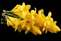Yellow Dutch hyacinth flowers blossom yellow plant.