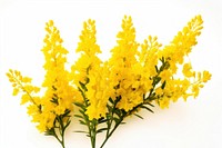 Yellow Goldenrod flowers blossom yellow plant.