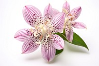 Japanese toad lily flower blossom orchid.