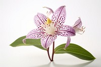 Japanese toad lily flower blossom petal.