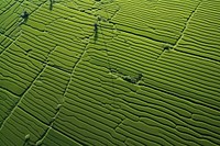 Rice field outdoors nature land.