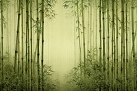 Bamboo forest backgrounds plant tranquility.