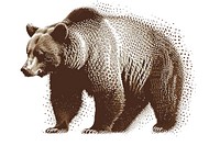 Bear bear wildlife cartoon.