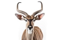 Kudu wildlife animal mammal.
