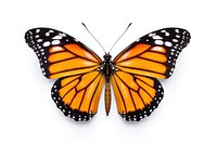 Butterflies butterfly animal insect. AI generated Image by rawpixel.