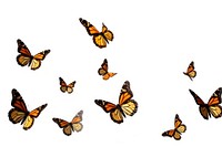 Flying plain tiger butterflies butterfly animal insect. AI generated Image by rawpixel.