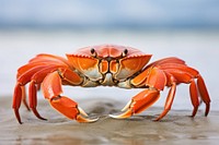 True crab lobster seafood animal.
