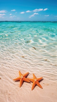 Desert bottom with starfish in the Caribbean Sea outdoors horizon nature.