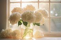 White hydrangea arranging in a jar windowsill flower plant.