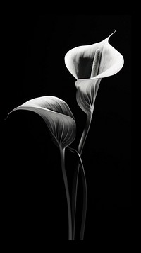 Photography of Anthurium flower plant petal white.