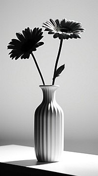 Photography of flower vase plant black white.