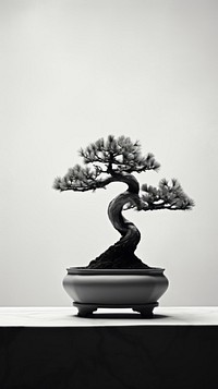 Photography of Japanese bonsai tree plant houseplant monochrome.