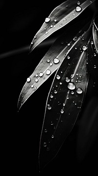 Black leaf plant dew.