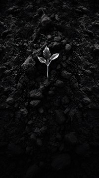 Photography of soil ground black plant monochrome.