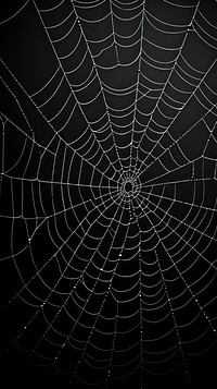 Photography of spider web arachnid black invertebrate.