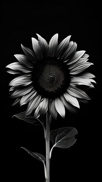 Photography of sunflower petal plant black.