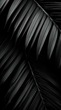 Photography of palm leaf black architecture backgrounds.