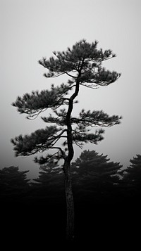 Photography of pine tree silhouette outdoors nature.