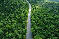 Road and green trees forest outdoors mountain. 