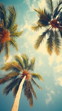 Summer background Low angle view of tropical palm trees above clear blue sky backgrounds outdoors nature.
