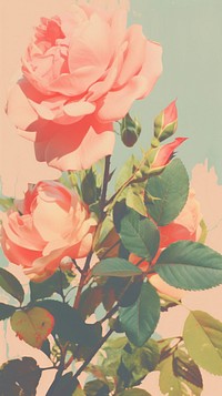 Rose blossom flower plant. AI generated Image by rawpixel.