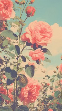Roses outdoors blossom flower. AI generated Image by rawpixel.