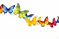 Butterfly border animal insect white background.