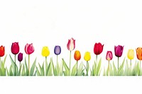 Colorful tulip border outdoors flower nature.