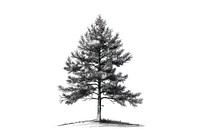Tall pine tree drawing sketch plant.