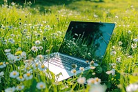Nature flower laptop wildflower.