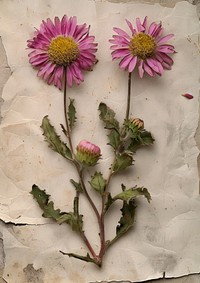 Real Pressed a Aster flower plant petal.