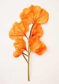 Orange bougainvillea flower petal plant.