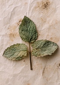 Real Pressed a Mint Leaf herbs leaf plant.