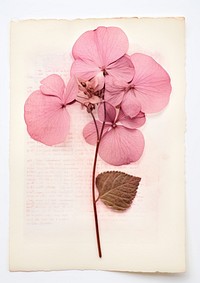 Real Pressed a pink hydrangea flower plant petal.