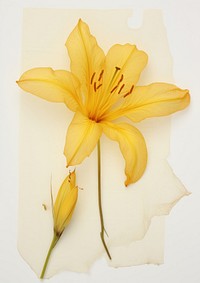 Real Pressed a yellow Lily flower lily petal.