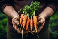 Carrot vegetable gardening outdoors. AI generated Image by rawpixel.