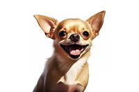 Chihuahua mammal animal pet.