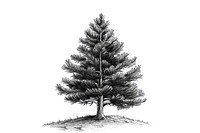 Baby pine tree drawing sketch plant.