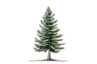 Chopped pine tree drawing plant fir.