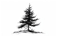 Chopped pine tree drawing sketch plant.