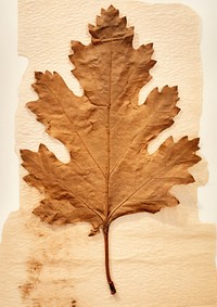 Pressed a Oak leaf textured plant tree.