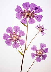 Pressed a purple verbena flower blossom petal.