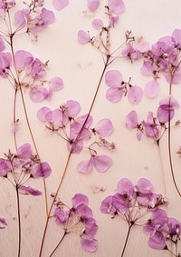 Pressed a purple gypsophila flower backgrounds blossom.