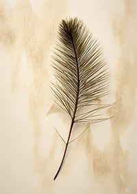 Pressed a pine needle leaf drawing sketch plant.