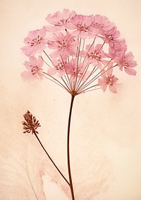 Pressed a pink verbena flower blossom petal.