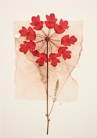 Pressed a red verbena flower plant paper.
