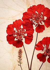 Pressed a red verbena flower petal plant.