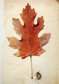 Pressed a red Oak leaf maple plant paper.